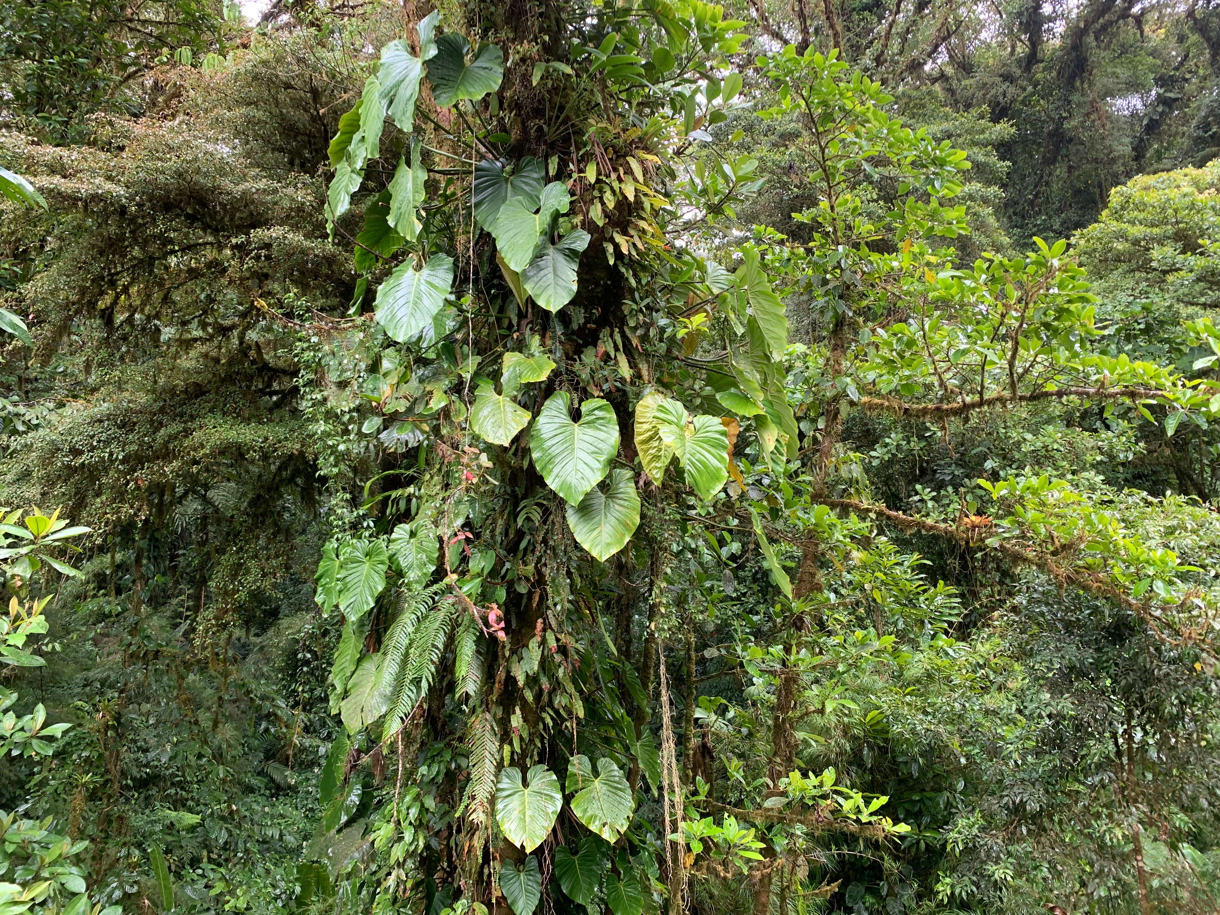 Costa Rica